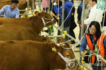 '2015 전국한우경진대회' [연합뉴스]