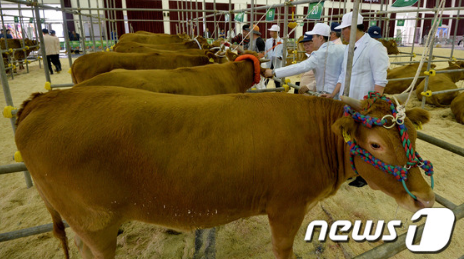 '3년만에 개최한 한우경진대회' [뉴스1]